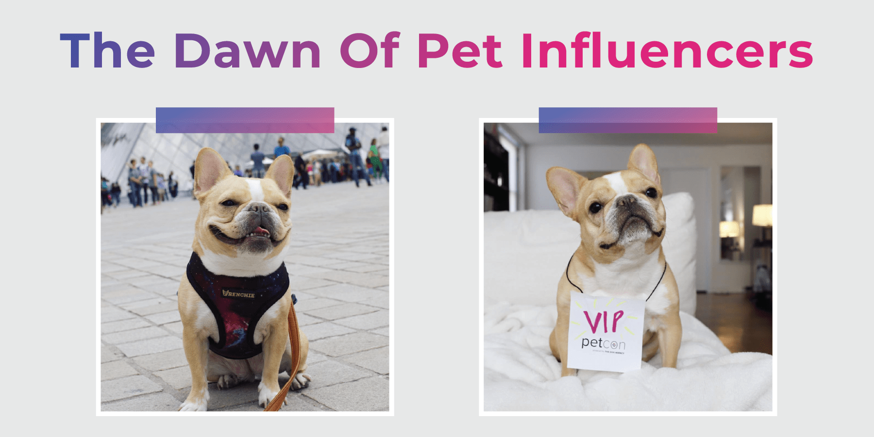 The Effectiveness of Pets in Influencer Marketing